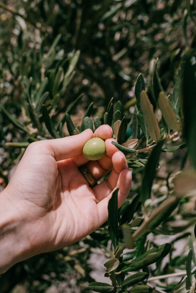 fasano olive 4